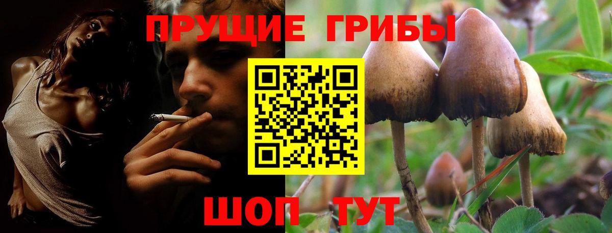 Псилоцибиновые грибы Psilocybe  как найти закладки  Вход с VPN  Звенигород  Галлюциногенные грибы MAGIC MUSHROOMS 
